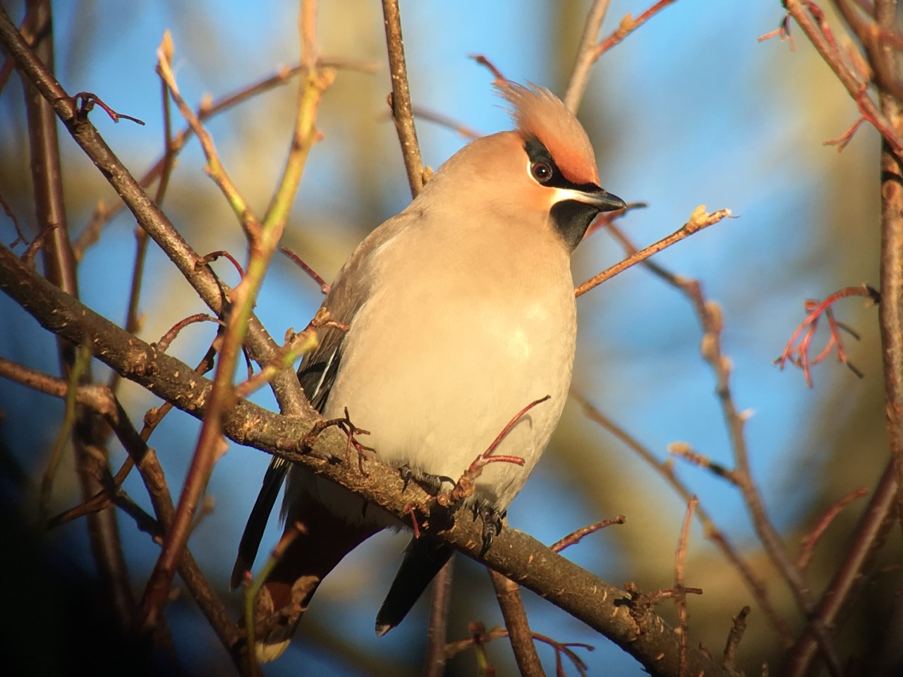 Waxwing